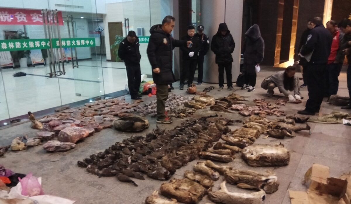 Коронавирус ничему не научил: В Китае снова едят летучих мышей