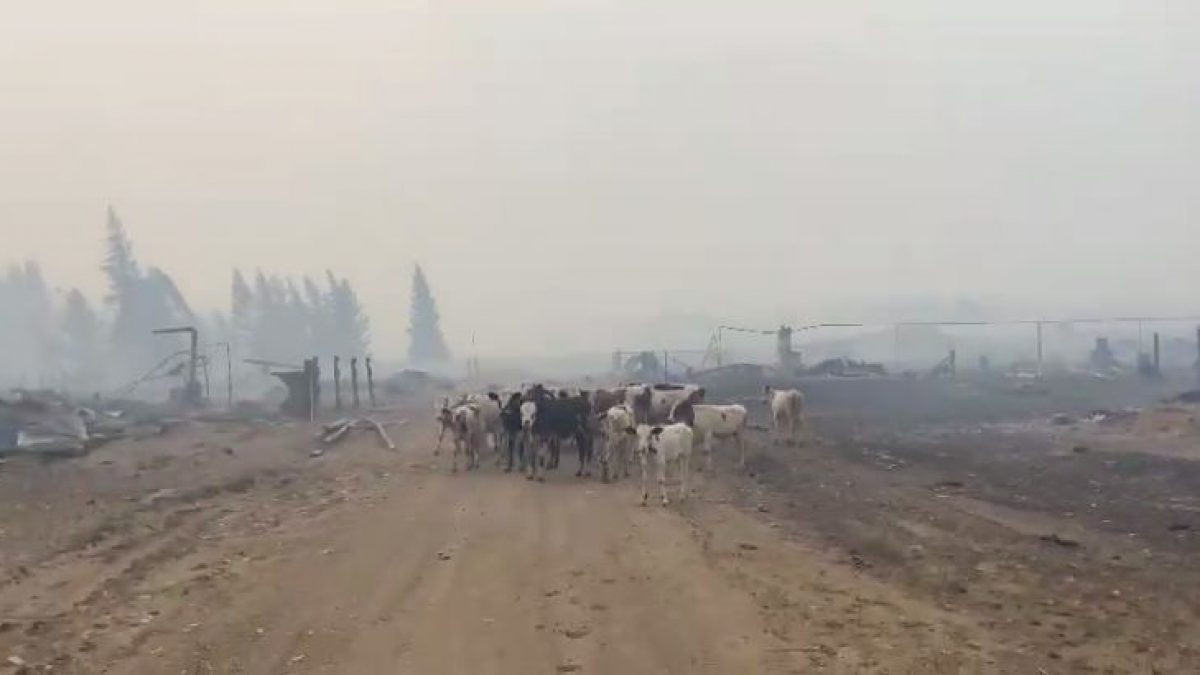 Трагичное видео из Якутии