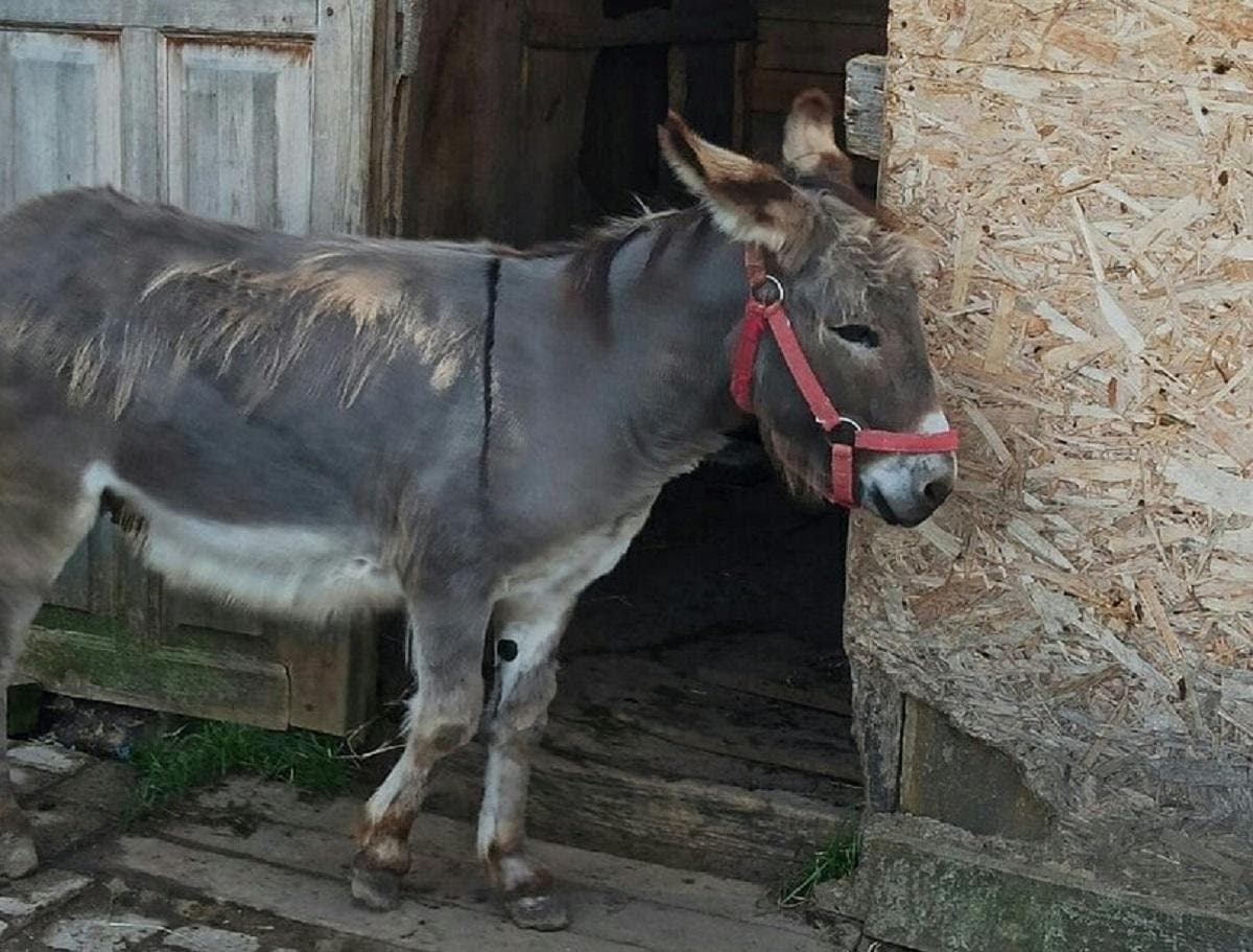 В России монастырь выбросил на 25-градусный мороз ослика, животное замерзло