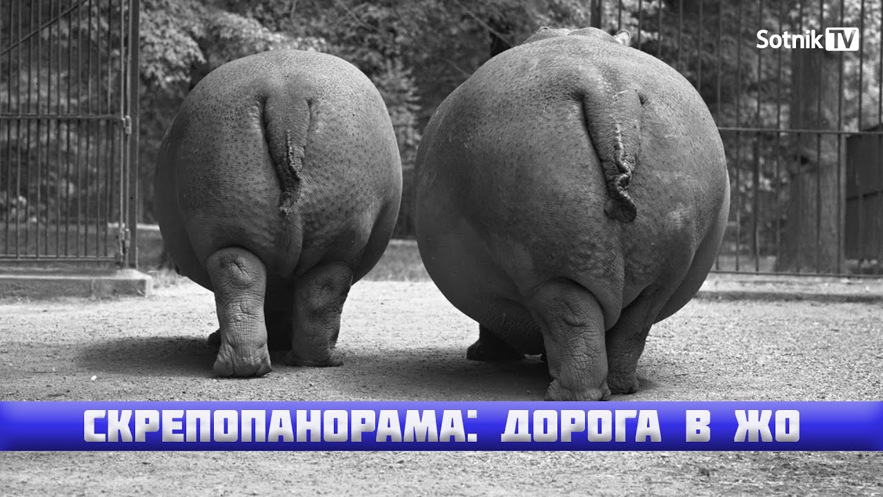 СКРЕПОПАНОРАМА: ДОРОГА В ЖО