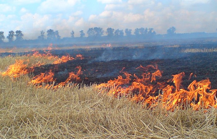 Повесть о сухой траве